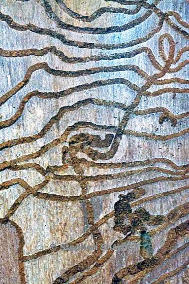 scolytus trails 4 graphic